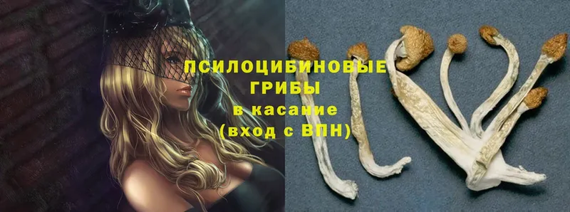 Псилоцибиновые грибы Psilocybine cubensis Качканар